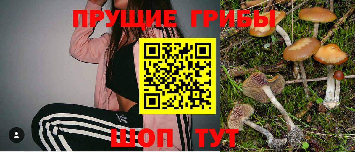 Усть-Кут  Псилоцибиновые грибы GOLDEN TEACHER  Галлюциногенные грибы Psilocybe  Вход с VPN 